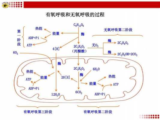 有氧呼吸包括哪些过程（有氧呼吸包括哪些过程）-图3