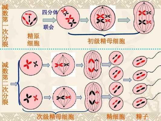 包含精子发育过程ppt的词条-图2