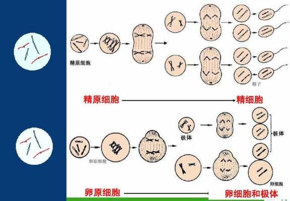 包含精子发育过程ppt的词条-图3