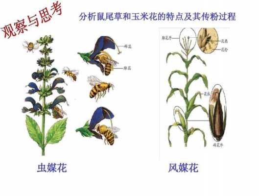 传粉授精的过程（传粉和授粉有什么区别）-图2