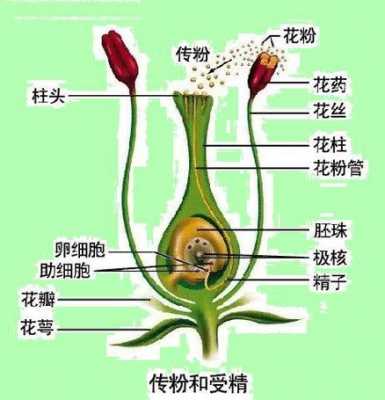 传粉授精的过程（传粉和授粉有什么区别）-图3