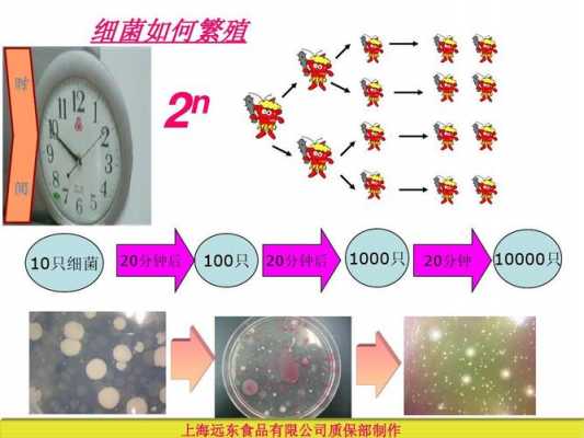 细菌的繁殖过程如何（细菌繁殖的方式和速度）-图3