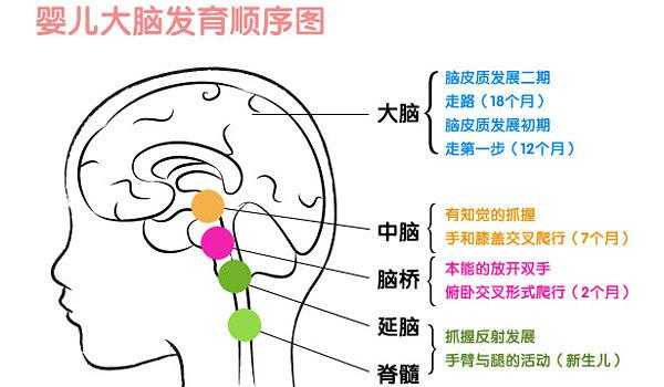 幼儿脑发展过程（幼儿脑部发展）-图3