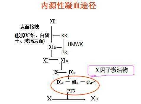 内源性凝血过程（内源性凝血过程一般开始于什么因子）-图3