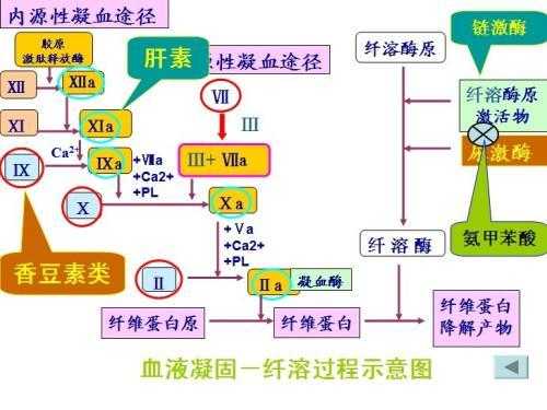 内源性凝血过程（内源性凝血过程一般开始于什么因子）-图2