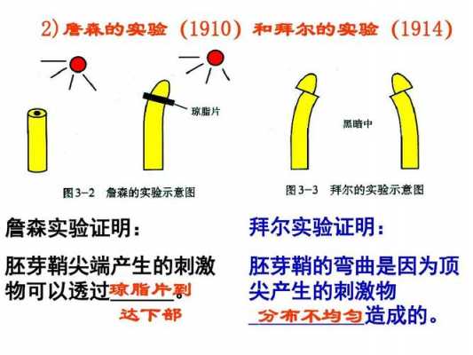 拜尔实验过程描述（1914年拜尔的实验）-图2