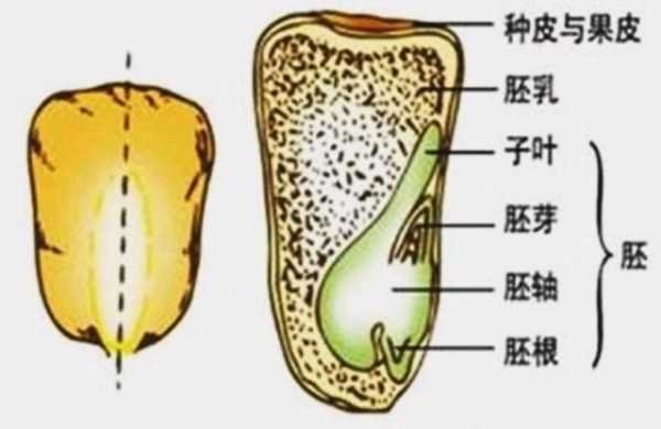 玉米解剖过程图片（玉米解剖示意图）-图1