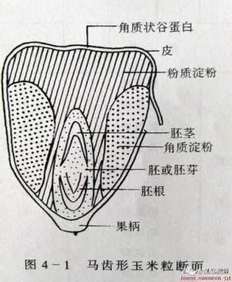 玉米解剖过程图片（玉米解剖示意图）-图3