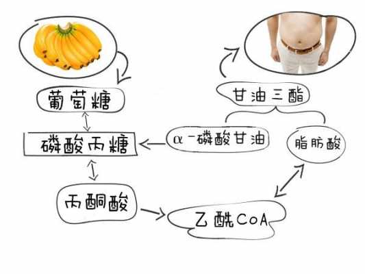 糖脂合成过程（糖脂的形成过程）-图3