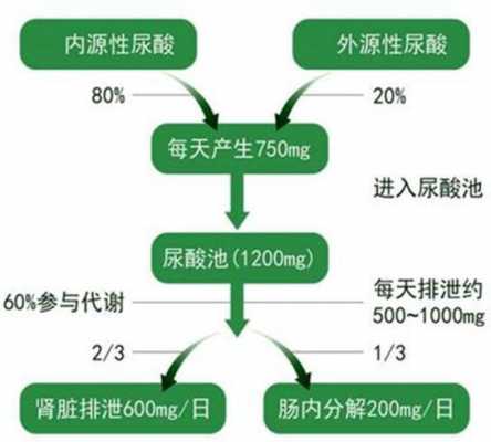 尿的酸化过程（尿液酸化是由于以下哪些原因）-图3