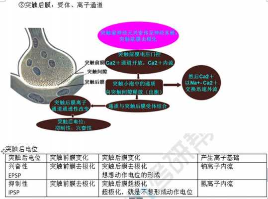 化学突触传递过程错误（化学突触传递的机制如何）-图1