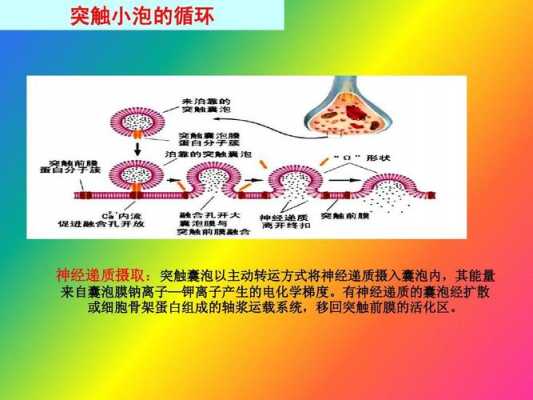 化学突触传递过程错误（化学突触传递的机制如何）-图3