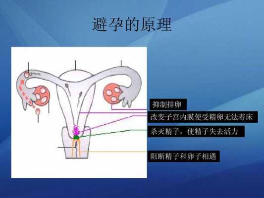 精子在子宫过程的简单介绍-图1