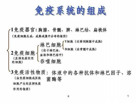 中枢免疫器官图片过程（中枢免疫器官的组成及功能）-图1