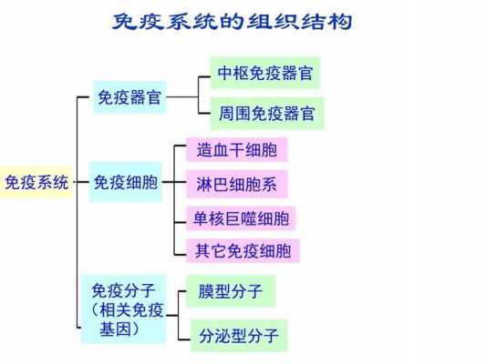 中枢免疫器官图片过程（中枢免疫器官的组成及功能）-图3