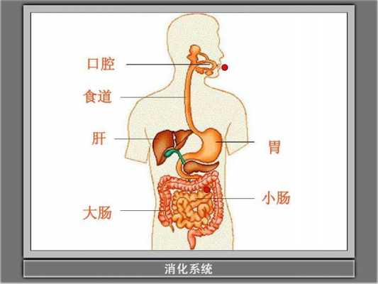 食物进入胃的过程（食物进入胃的过程叫什么）-图3