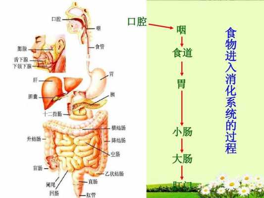 食物进入胃的过程（食物进入胃的过程叫什么）-图1