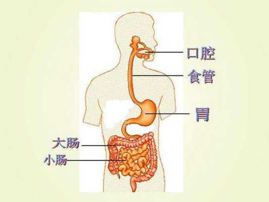 食物进入胃的过程（食物进入胃的过程叫什么）-图2