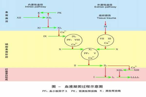 简述血液凝固的基本过程（简述血液凝固的基本过程生理学）-图2