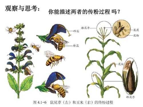 人工传粉的过程（人工传粉的过程三年级）-图2