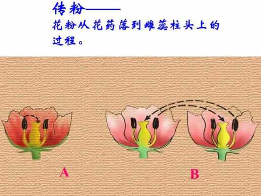 人工传粉的过程（人工传粉的过程三年级）-图3