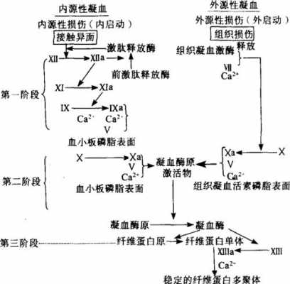 .简述血液凝固过程.（论述血液凝固过程）-图1