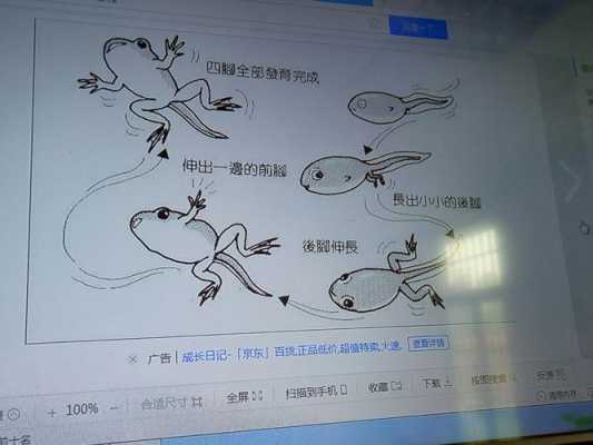 小蝌蚪过程图片大全（小蝌蚪过程图片大全可爱）-图3