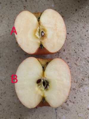 关于苹果变色的过程（关于苹果变色的过程视频）-图3