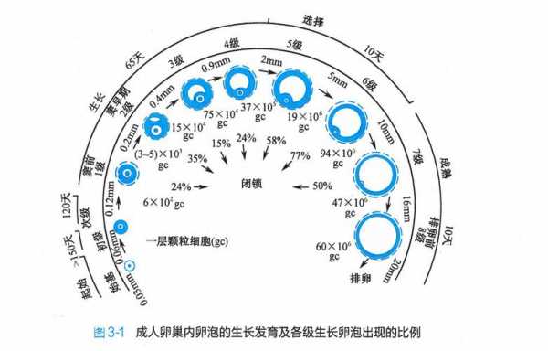 简述卵泡的发育过程（简述卵泡的发育过程结构变化和内分泌功能）-图2