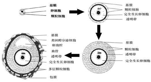 简述卵泡的发育过程（简述卵泡的发育过程结构变化和内分泌功能）-图1