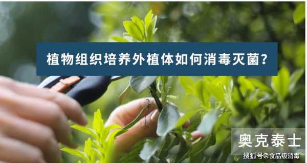 外植体灭菌过程（外植体灭菌一般先用什么再用什么浸泡）-图3