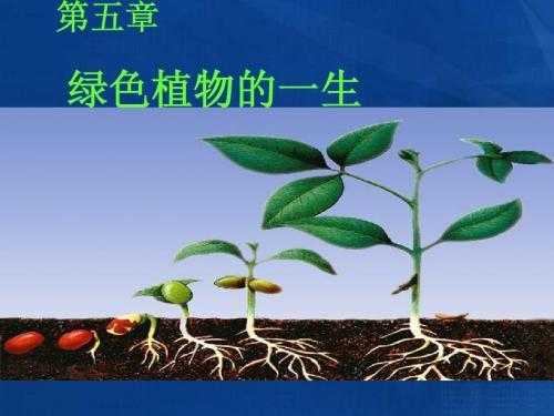 植物的生命过程图片（植物的生命特征是什么）-图2