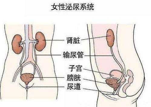 排尿过程疼痛（排尿过程疼痛怎么缓解）-图2