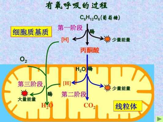 有氧呼吸atp形成过程（有氧呼吸合成atp的能量来源）-图1