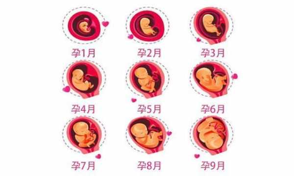 胎儿成型过程（胎儿成型过程图解）-图2