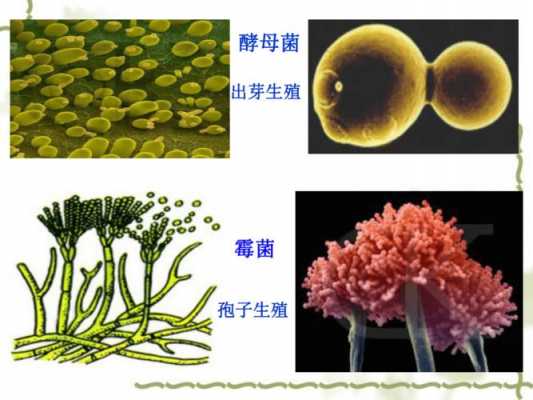 霉菌孢子生殖的过程（霉菌的孢子生殖是有性生殖吗）-图3