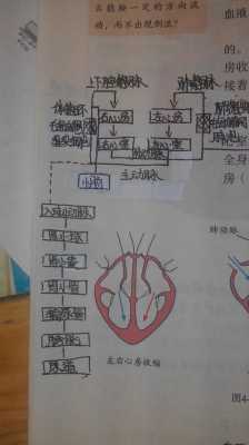 肾的循环过程（肾的循环周期）-图3