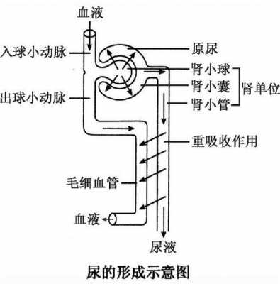 尿液被排除过程（尿液被排除过程图）-图1