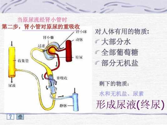 尿液被排除过程（尿液被排除过程图）-图2