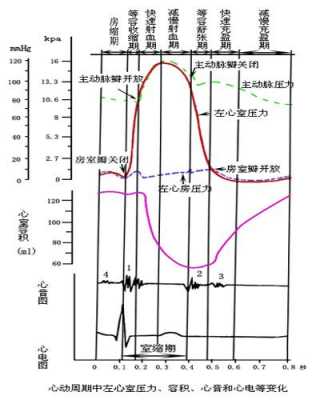 心室收缩的过程（心室收缩的过程中产生的心音为）-图2