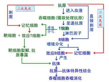 免疫反应过程高中（免疫反应的特性）-图1