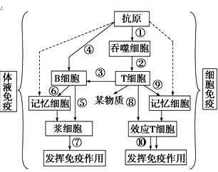 免疫反应过程高中（免疫反应的特性）-图2