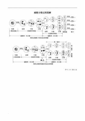 减数分列过程口诀（减数分列过程图及视频）-图2