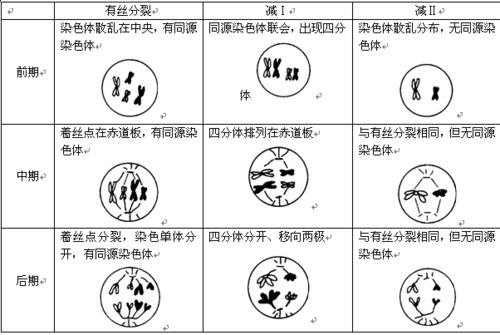 减数分列过程口诀（减数分列过程图及视频）-图1