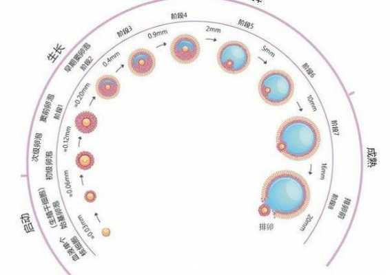 卵子发育过程（卵的发育需要什么条件）-图2