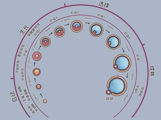 卵子发育过程（卵的发育需要什么条件）-图3