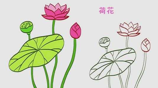 莲花盛开过程绘制（莲花盛开过程绘制图）-图1