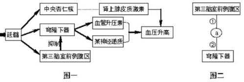 概述血压神经调节过程（调节血压的神经）-图2