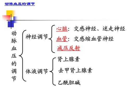 概述血压神经调节过程（调节血压的神经）-图1