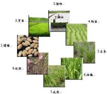 米粒变成水稻过程（米粒变成水稻过程图）-图3